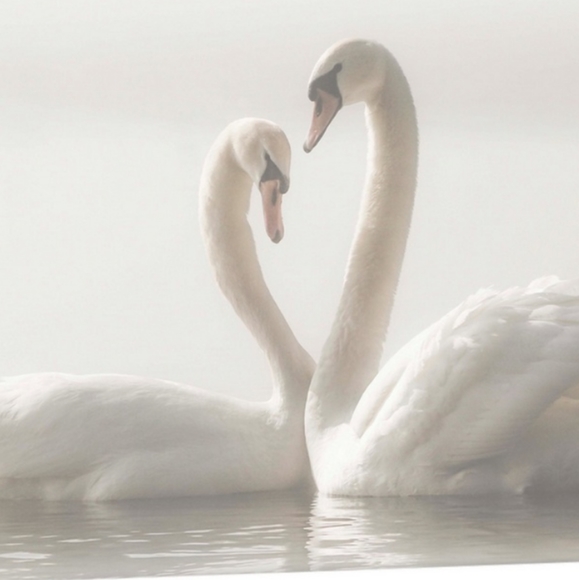 Meet your Posher, Julie - Picture 4 of 4